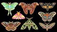 Colorful moth and butterfly collection isolated on transparent background, ready for clipart, t-shirt design, stickers, sublimation, and print-on-demand projects.