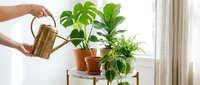Woman watering houseplants with brass watering can near window. Indoor gardening, plant care routine for home decoration and green living lifestyle.