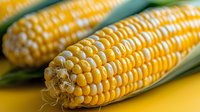 Fresh sweet corn on cob with green husk against yellow background, macro view showing detailed kernels in bright natural lighting, farm fresh produce.