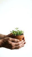 Hands gently holding terracotta pot with green seedlings sprouting from soil on clean white background for gardening and growth concepts.