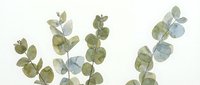 Watercolor eucalyptus branches with soft green and blue leaves isolated on white background, ready for design projects, invitations, and botanical artwork.