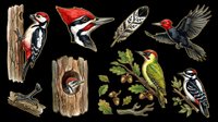 Woodpecker bird clipart set isolated on transparent background, featuring multiple species, feather, acorns, and oak leaves, for stickers, t-shirt design, print on demand.