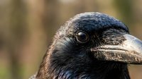 Close-up portrait of black crow head showing detailed feathers and bright eye against blurred natural background for wildlife photography projects.