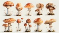 Watercolor mushroom collection featuring fly agaric and forest fungi in warm earth tones, arranged in decorative rows on light background. Natural botanical art.