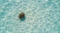Horseshoe crab swimming in crystal clear turquoise water with sunlight patterns creating ripples on sandy bottom for marine biology and ocean life concepts.