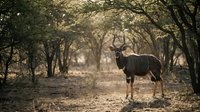 Majestic kudu antelope standing in golden savanna woodland with twisted acacia trees creating natural archway in warm afternoon light for wildlife photography.