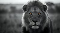 Male lion portrait with striking amber eyes in black and white photography with selective color highlighting golden gaze against monochrome African landscape.
