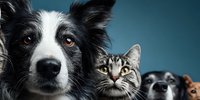 Close-up portrait of border collie dog, tabby cat, and other pets against blue background. Perfect for pet care, veterinary, or animal adoption services.