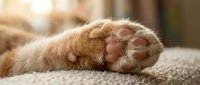 Orange tabby cat paw with pink pads resting on soft fabric in warm sunlight. Close-up detail of feline foot showing fur texture and toe beans for pet care content.