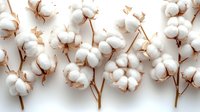 White fluffy cotton bolls on stems arranged on neutral background, suitable for textile, fabric, agriculture, and natural fiber design projects.