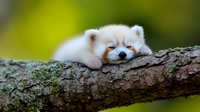 Sleepy white arctic fox cub resting on mossy tree branch against blurred green natural background, displaying peaceful expression and fluffy fur.