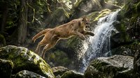 Mountain lion cougar puma drinking water from natural waterfall stream in forest wilderness habitat predator wildlife nature scene.