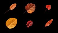 Autumn leaves collection in red, orange and brown tones, isolated on transparent background. Ready for stickers, t-shirt design, clipart, sublimation and print on demand.