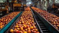Fresh ripe peaches moving on industrial conveyor belts at food processing facility, automated sorting and packaging production line in modern factory.