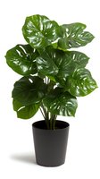 Monstera deliciosa plant with large glossy green split leaves in black pot isolated on white background. Tropical houseplant for interior decoration and design.