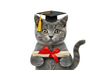 Gray tabby cat wearing academic graduation cap and holding red ribbon bow, isolated on white background for educational, greeting card, and humorous design projects.