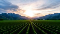 Agricultural rows stretch toward distant mountains at sunset, vibrant green crops create leading lines across fertile valley, dramatic sky with sunburst illuminates rural farmland.