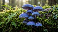 Blue mushrooms growing on mossy forest floor in natural woodland habitat with soft sunlight filtering through trees creating magical atmosphere.