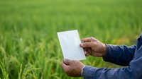 Farmer holding blank white tablet in green crop field for agricultural planning and farm management.