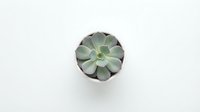 Small succulent plant in black pot viewed from above on white background for home decor and gardening projects.