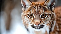 Close up portrait of wild lynx face with intense amber eyes and distinctive facial fur markings against blurred winter forest background, showing majestic feline predator expression.