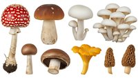 Collection of various edible and wild mushroom species including fly agaric, porcini, oyster mushrooms, chanterelles and morels isolated on white background.