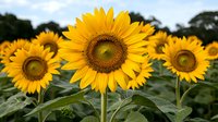 Vibrant sunflowers in full bloom against green foliage, showcasing bright yellow petals and rich brown centers in natural sunlight. Suitable for nature and garden themes.
