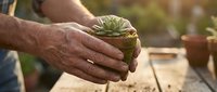 Senior man hands gently holding small potted succulent plant in rustic terracotta pot, gardening hobby and plant care concept for mature adults.