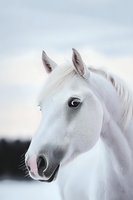 Close-up portrait of white horse head with expressive eye against winter sky background, showing gentle expression and delicate features of Arabian breed.