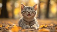 Happy gray tabby cat with closed eyes smiling while lying on autumn leaves in park. Golden bokeh background creates warm mood for seasonal pet photography.