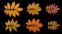 Autumn leaves in various shades of gold, orange, and brown isolated on transparent background. Ready for t-shirt designs, clipart, stickers, sublimation, and print-on-demand projects.