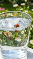 Ladybug crawling on rim of glass filled with water against blurred garden background with blooming flowers, outdoor nature scene for environmental and wildlife themes.