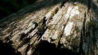 Weathered wooden planks with peeling paint and rustic texture, natural aging process creating vintage surface for backgrounds and design projects.