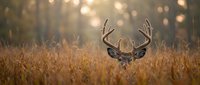 Majestic whitetail buck deer with large antlers resting in golden autumn grass field during warm sunset light creating beautiful bokeh background for wildlife photography.