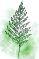 Delicate fern leaf line drawing with soft green watercolor background, botanical illustration style for nature-themed designs and decorative art projects.