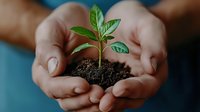 Young green seedling with soil held in cupped hands, symbolizing growth, nurturing, and environmental sustainability.