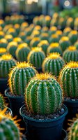 Rows of potted barrel cactus with golden spines glowing in sunlight, creating repetitive pattern in greenhouse nursery. Selective focus on spiky desert plants.