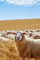 Curious sheep looking at camera while standing in flock on golden wheat field under blue summer sky, farming and agriculture concept for wool production.