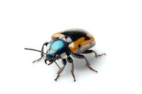 Detailed macro shot of colorful leaf beetle with metallic turquoise head and orange-black wing covers on white background, isolated specimen for nature and entomology projects.