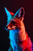 Red fox portrait illuminated by vibrant neon blue and red lights against dark background, creating dramatic contrast and mysterious atmosphere.