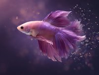 Pink and purple betta fish swimming gracefully with flowing fins against dark background with water bubbles and bokeh effects, creating ethereal underwater scene.