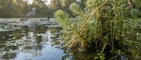Wetland vegetation and aquatic plants growing along calm water's edge in natural marsh habitat, suitable for environmental and nature-themed projects.
