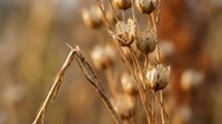 Dried autumn grass seed heads with golden brown stems in warm sunlight creating natural bokeh background for seasonal harvest themes.