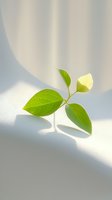 Fresh green plant leaves and yellow bud casting soft shadows on white surface in natural sunlight. Minimalist botanical composition with gentle lighting.