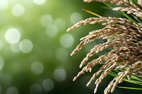 Golden wheat ears against blurred green bokeh background with soft sunlight, creating dreamy natural atmosphere for agriculture and harvest themes.