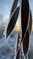 Frost-covered plant leaves with delicate ice crystals forming intricate patterns along edges during cold winter morning creating natural seasonal texture.