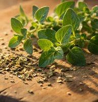 Fresh oregano herb growing in organic garden soil with scattered dried leaves for culinary cooking and natural seasoning applications.