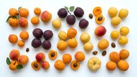 Assorted fresh stone fruits including apricots, plums, and peaches arranged on white background for food photography, culinary design, and healthy eating content.