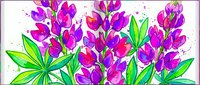 Vibrant magenta and purple lupine flowers with green leaves and watercolor splashes on white background, isolated for design use.