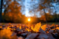 Golden autumn maple leaves scattered on ground with dramatic sunset light shining through trees creating magical bokeh effect and warm atmospheric mood.